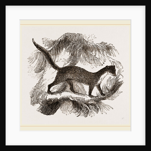 Pine-Marten by Anonymous