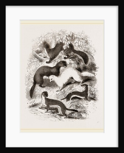 British Mustelidae Weasels by Anonymous