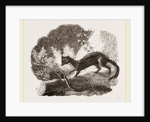 Beech-Marten by Anonymous