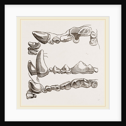 Teeth of Glutton by Anonymous
