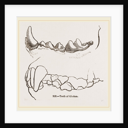 Teeth of Glutton by Anonymous