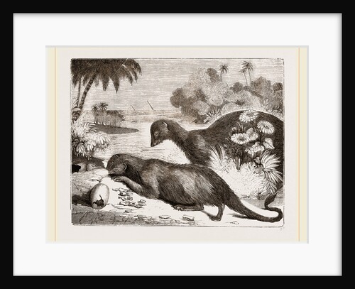 Egyptian Ichneumons by Anonymous