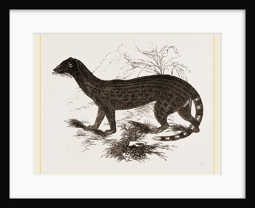 Rasse Genet by Anonymous