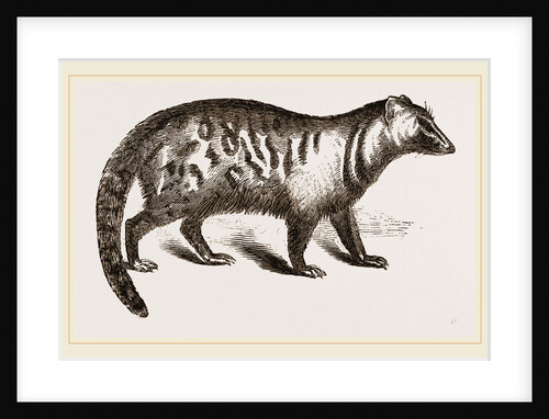 Civet by Anonymous