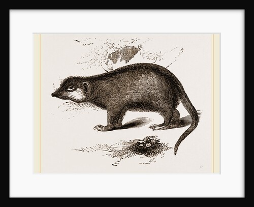 Suricate by Anonymous
