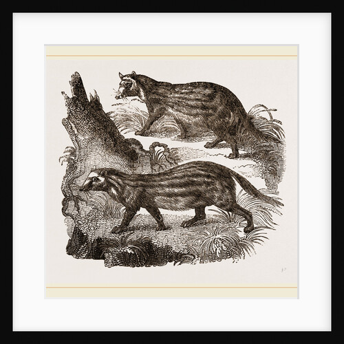 Civets by Anonymous