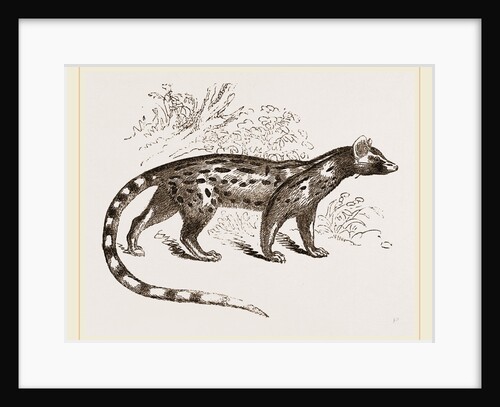 Genet by Anonymous