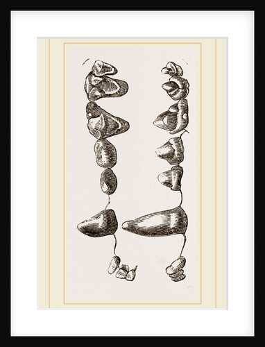 Teeth of Suricate by Anonymous