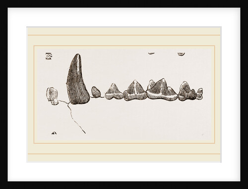 Teeth of Ichneumon by Anonymous