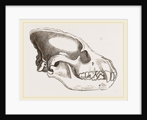 Skull of Striped Hyena by Anonymous