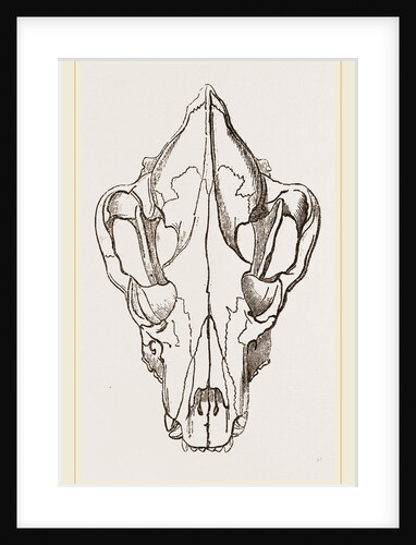 Skull of Spotted Hyaena by Anonymous