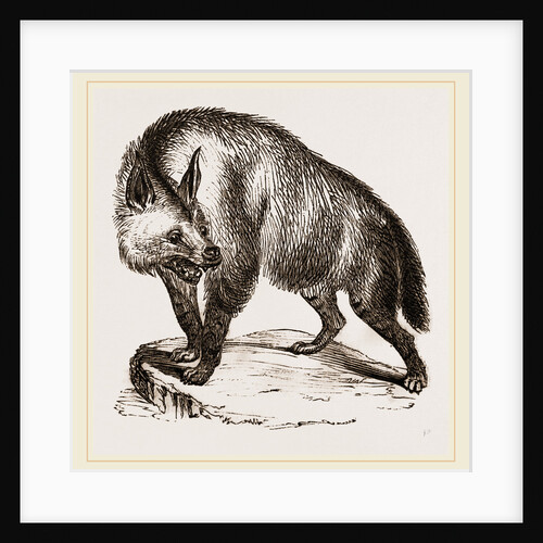 Villose Hyena by Anonymous