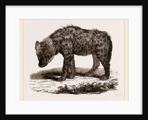Spotted Hyena by Anonymous