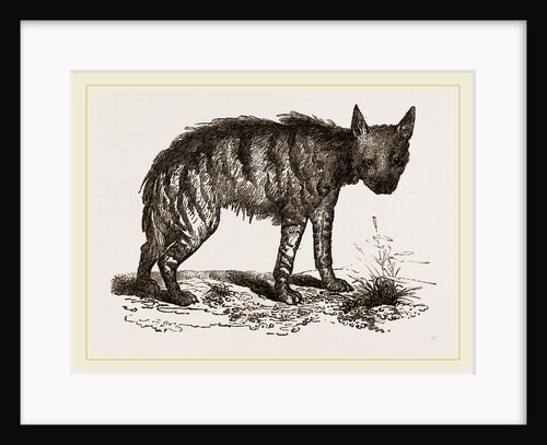 Striped Hyena by Anonymous