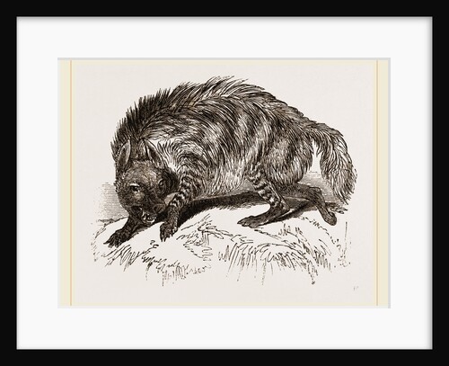 Striped Hyena by Anonymous