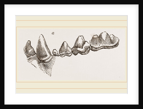 Teeth of Hyena by Anonymous