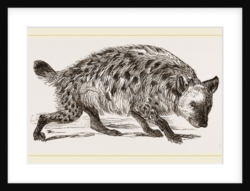 Spotted Hyena by Anonymous