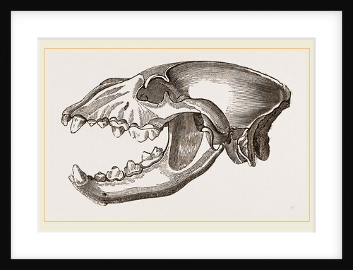 Skull of Spotted Hyena by Anonymous