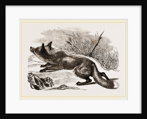 Common Fox by Anonymous