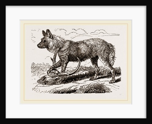 Cape Hunting-Dug by Anonymous