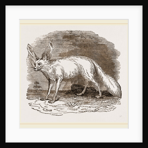 Fennec by Anonymous
