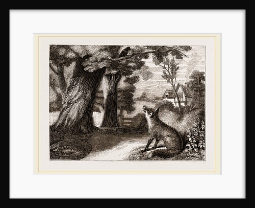 Common Fox by Anonymous