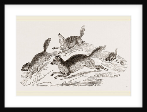 Jackals by Anonymous