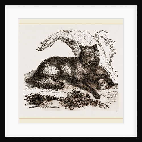 Dusky or Clouded Wolf by Anonymous