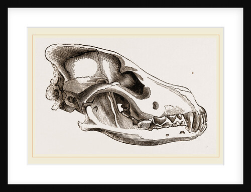 Skull of European Wolf by Anonymous