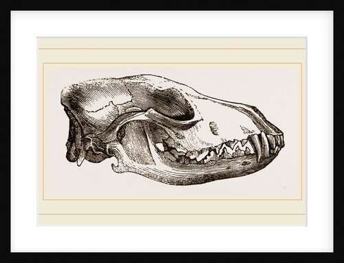 Skull of Jackal by Anonymous