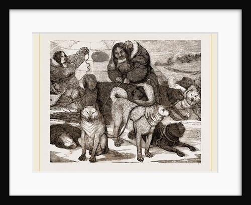 Esquimaux Dogs harnessed to a Sledge by Anonymous