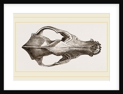 Skull of Jackal by Anonymous