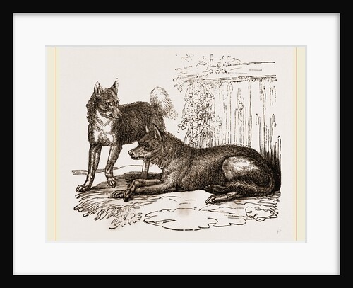 Mixed breed of Dog and Wolf by Anonymous