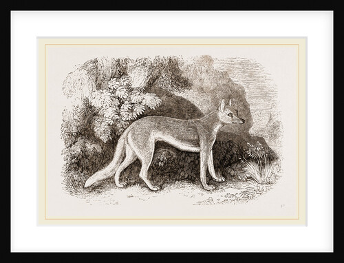 Syrian Wolf by Anonymous