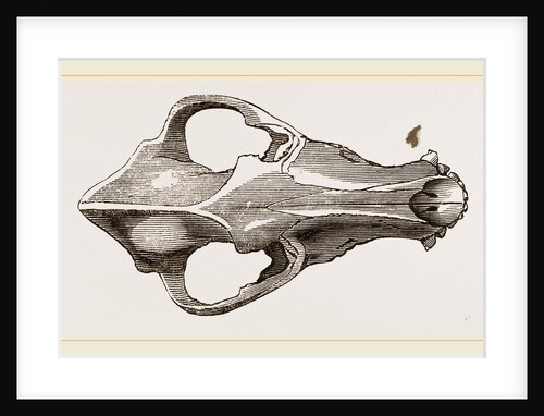 Skull of European Wolf by Anonymous