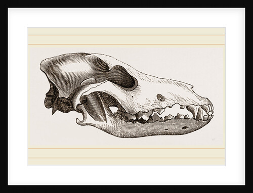 Skull of Canadian Wolf by Anonymous
