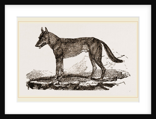 Wolf by Anonymous