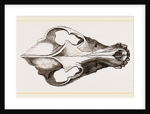Skull of Canadian Wolf by Anonymous