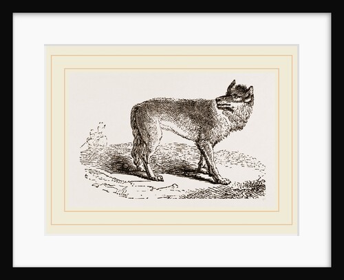 Wolf by Anonymous