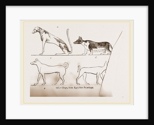 Dogs, from Egyptian paintings by Anonymous