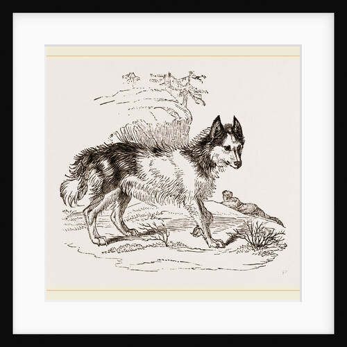 Dog of Mackenzie River by Anonymous