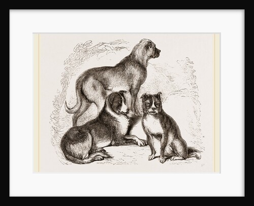 Dogs by Anonymous