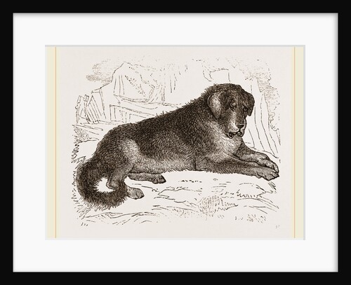 Thibet Watch-dog by Anonymous