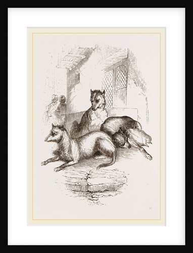 Street Dogs of the East by Anonymous