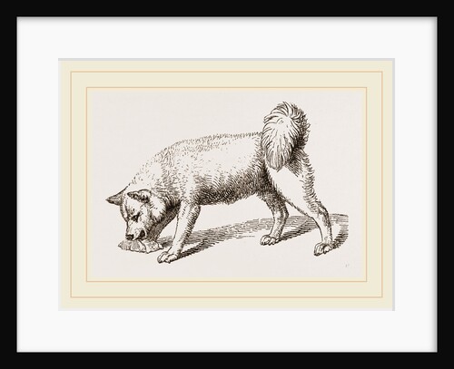 Esquimaux Dog by Anonymous