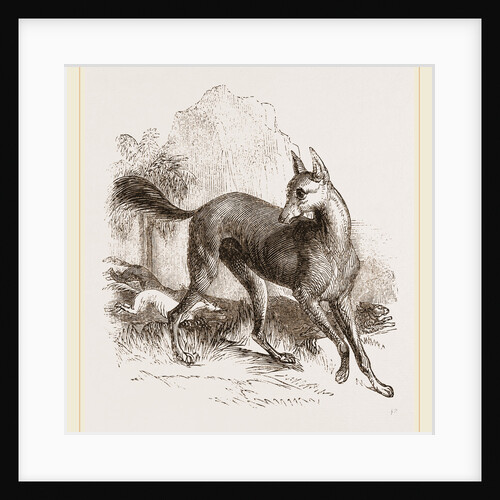 Arabian Greyhound by Anonymous