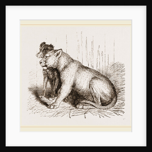 Lion and Spaniel by Anonymous