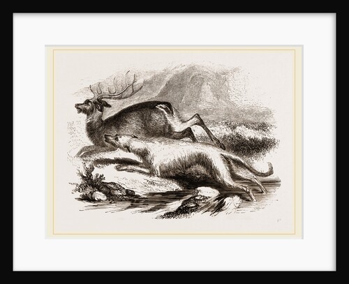 Scotch Greyhound by Anonymous