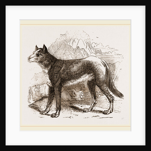 Turkman Watch-dog by Anonymous