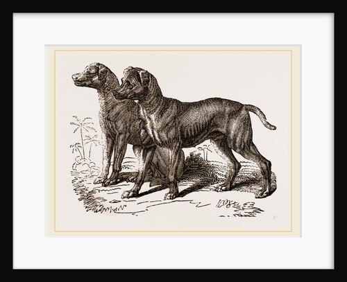 African Blood-hounds by Anonymous